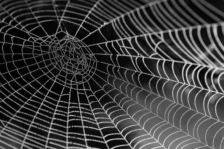 How to Keep Spiders Out of Your Basement (14 Proven